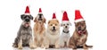 Group of five dogs wearing santa hats panting