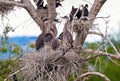 Five young Great Blue Heron siblings in a large nest atop a tree with a view.