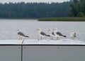 Group five Larus fuscus birds .