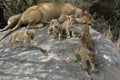 Group of five lion cubs playing on a rock Royalty Free Stock Photo