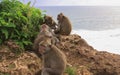 Group of five Macaques grooming at Uluwatu temple, Bali Royalty Free Stock Photo