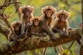 a group of five monkeys sitting on a tree branch