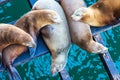 Group of five relaxed California sea lions sleep in huddled piles on a crowded wooden wharf with water background Royalty Free Stock Photo