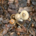 Five toadstools grouped together growing in garden mulch.