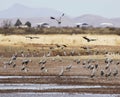 A Group of Five Sandhill Cranes Glides in to Whitewater Draw Royalty Free Stock Photo
