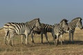 Five Plains Zebras in Steppe
