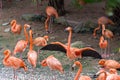 A group of flamingo birds Royalty Free Stock Photo