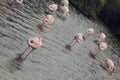 Group of flamingo birds sleeping on a water pond in La Camargue Royalty Free Stock Photo