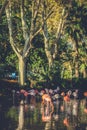 Group of flamingo birds at sunset on lake Royalty Free Stock Photo