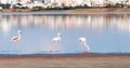 Group of Flamingo Birds walking on a lake Royalty Free Stock Photo