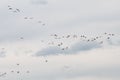 Group of flamingo exotic birds flying on the sky in a row Royalty Free Stock Photo