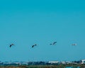 Group of flamingoes flying in the blue sky.