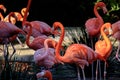 Group of Flamingos Royalty Free Stock Photo