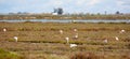 Group of flamingos in Ebro Delta Natural Park, Spain Royalty Free Stock Photo