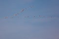 Group of flamingos flying in the blue sky Royalty Free Stock Photo