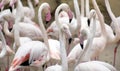 Group of flamingos or Greater flamingo at a pond in a spanish Zoo, looking at camera with extremely narrow depth of