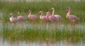 Group flamingos on the lake. Kenya. Africa. Nakuru National Park. Lake Bogoria National Reserve.