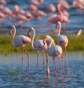 Group flamingos on the lake. Kenya. Africa. Nakuru National Park. Lake Bogoria National Reserve. Royalty Free Stock Photo