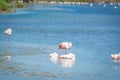 Group of flamingos in Molentargius lake