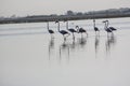 Group of flamingos at Nalsarovar, Gujarat, India.