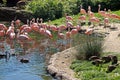 Flamingos at a lake