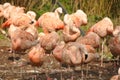 Group of flamingos standing together