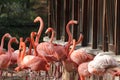 Group of flamingos standing in zoo in germany in nuremberg