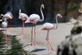 Group of Flamingos, a type of Wading Bird in the Family Phoenicopteridae in a Natural Area Royalty Free Stock Photo