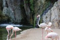 Group of Flamingos, a type of Wading Bird in the Family Phoenicopteridae in a Natural Area Royalty Free Stock Photo