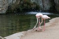 Group of Flamingos, a type of Wading Bird in the Family Phoenicopteridae in a Natural Area Royalty Free Stock Photo