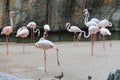 Group of Flamingos, a type of Wading Bird in the Family Phoenicopteridae in a Natural Area Royalty Free Stock Photo
