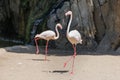 Group of Flamingos, a type of Wading Bird in the Family Phoenicopteridae in a Natural Area Royalty Free Stock Photo