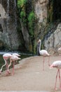 Group of Flamingos, a type of Wading Bird in the Family Phoenicopteridae in a Natural Area Royalty Free Stock Photo