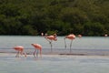 Group of flamingos wading in shallow water