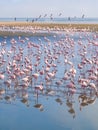 Group of flamingos on Walvis Bay Lagoon Royalty Free Stock Photo
