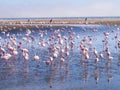 Group of flamingos on Walvis Bay Lagoon Royalty Free Stock Photo