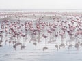 Group of flamingos on Walvis Bay Lagoon Royalty Free Stock Photo