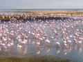 Group of flamingos on Walvis Bay Lagoon. Royalty Free Stock Photo