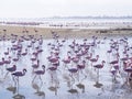 Group of flamingos on Walvis Bay Lagoon Royalty Free Stock Photo