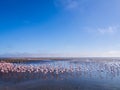 Group of flamingos on Walvis Bay Lagoon Royalty Free Stock Photo