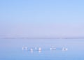 Group of flamingos on Walvis Bay Lagoon Royalty Free Stock Photo