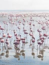 Group of flamingos on Walvis Bay Lagoon Royalty Free Stock Photo