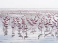Group of flamingos on Walvis Bay Lagoon Royalty Free Stock Photo