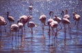 Flamingos in the water at the Camargue in France Royalty Free Stock Photo