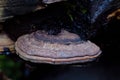 Flat Head Brown Mushroom Growing on A Tree