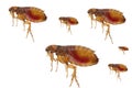 A group of flea parasites