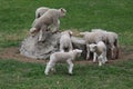 A group of Fleecy Little Lambs Playing in a Pasture in Spring