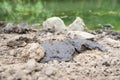 Group of flies sit on cow dung on a river banks. Drosophila melanogaster. Life of insects pests Royalty Free Stock Photo