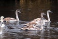 A group of floating bright beautiful white swans with beige wings, close-up.