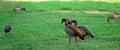 Group flock of Egyptian gooses standing on the grass.